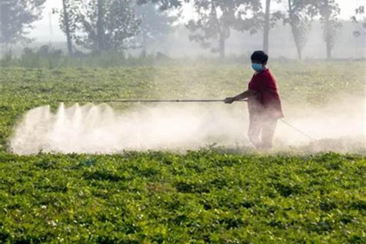 硼肥的正确使用方法