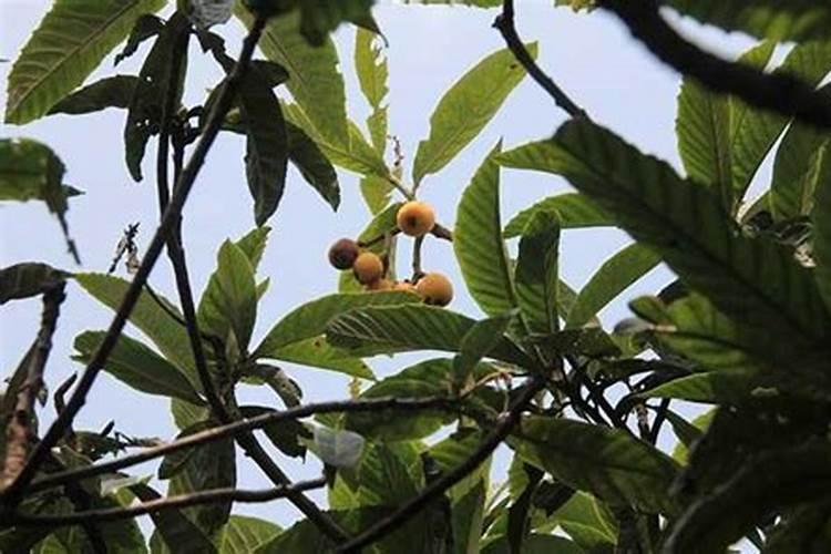 辣椒施什么肥料最好