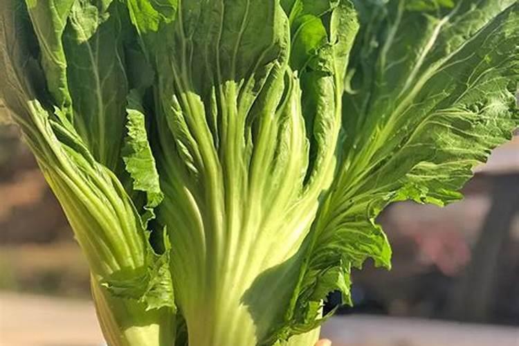 苏北八月适合种植的蔬菜有哪些品种