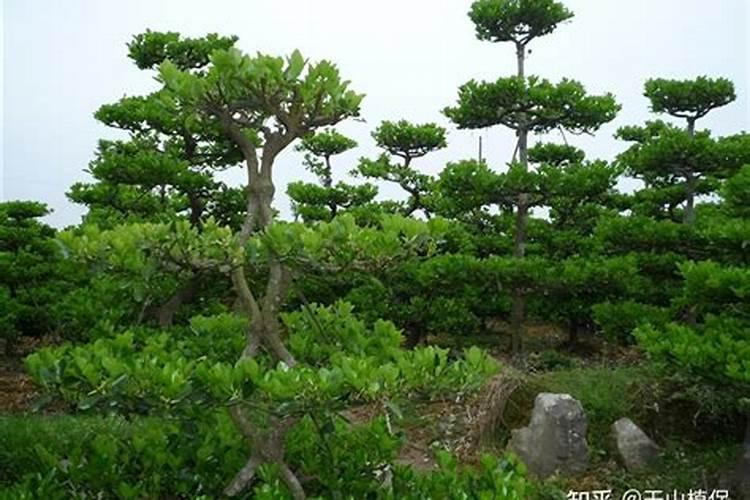 四川宏达华云复合肥的价格