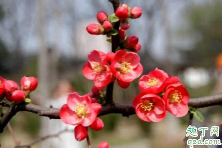 海棠花怎么施肥,海棠花施复合肥最好