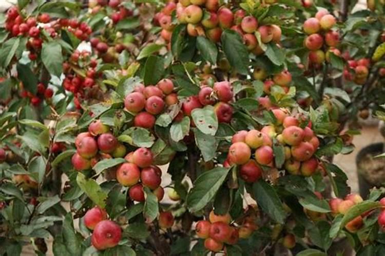 海棠花施什么肥最好