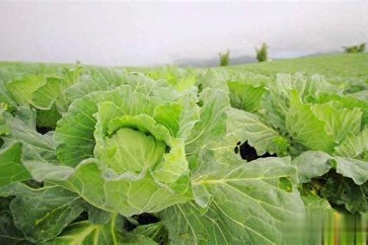 白菜用什么叶面肥好