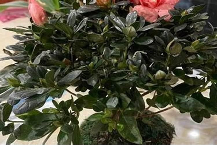 绣球花用什么肥料最好