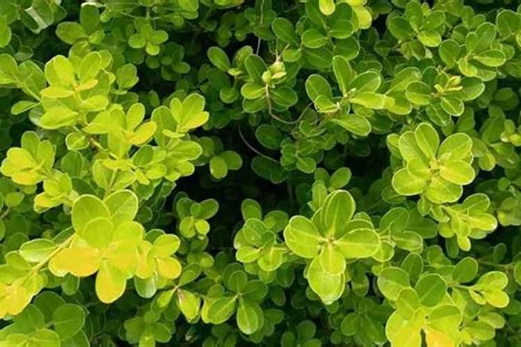 高钾大量元素水溶肥哪个牌子的比较好,