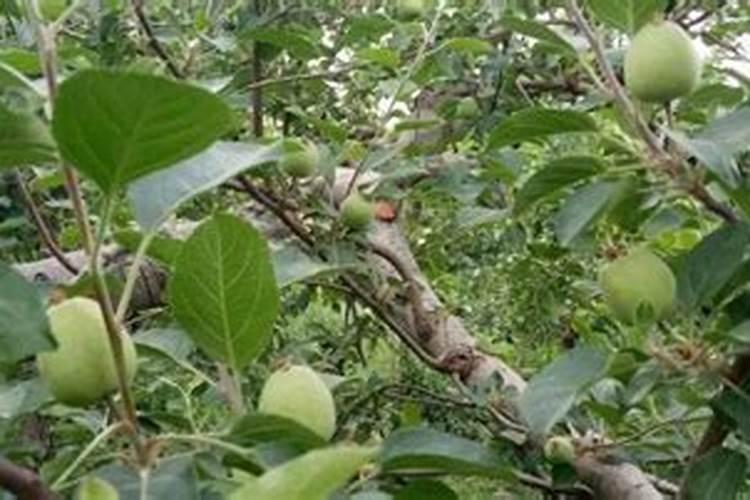 水肥一体化技术,在矮砧密植苹果园的使用方法是怎样的？