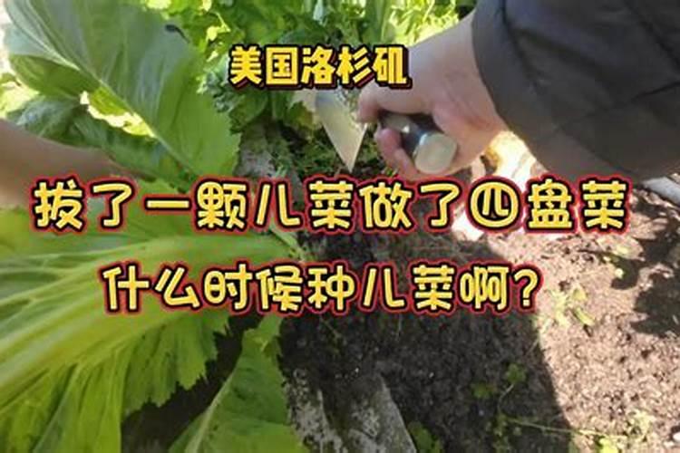 白玉盘菜可以在11月种植吗？