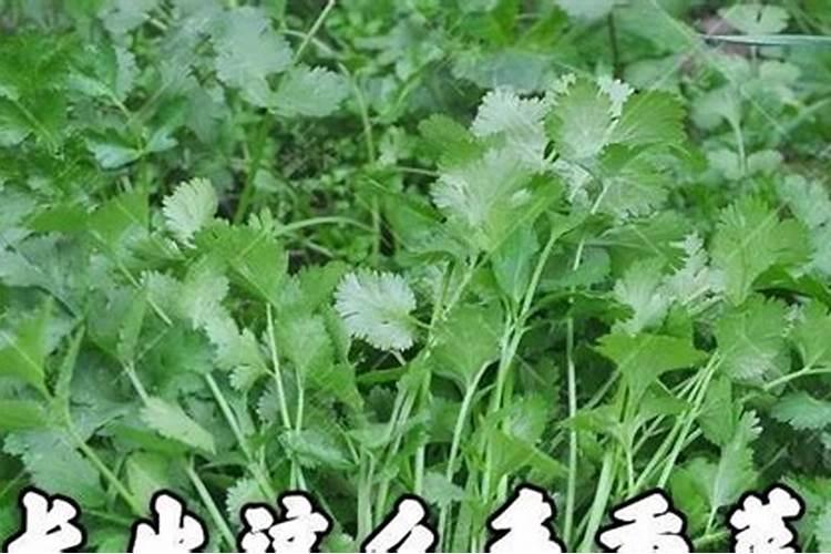 菜苗移栽几天后可施肥