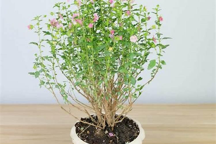 怎么让小木槿多开花