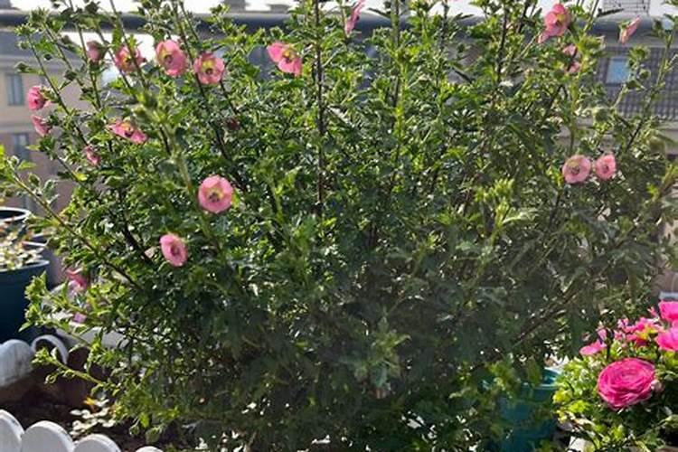 怎么让小木槿多开花