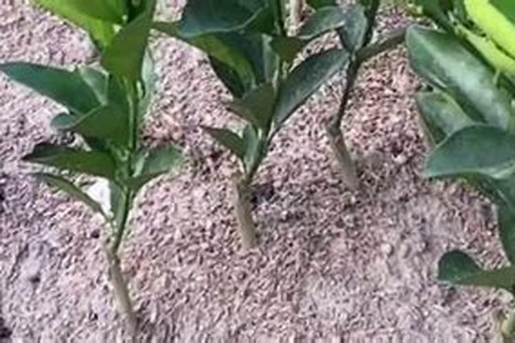 移栽营养杯桔子树多久施肥