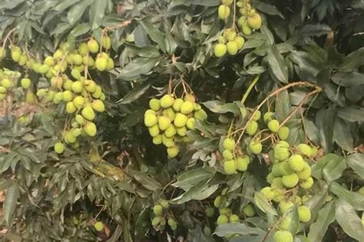 槟榔施什么钾肥才能达到高产