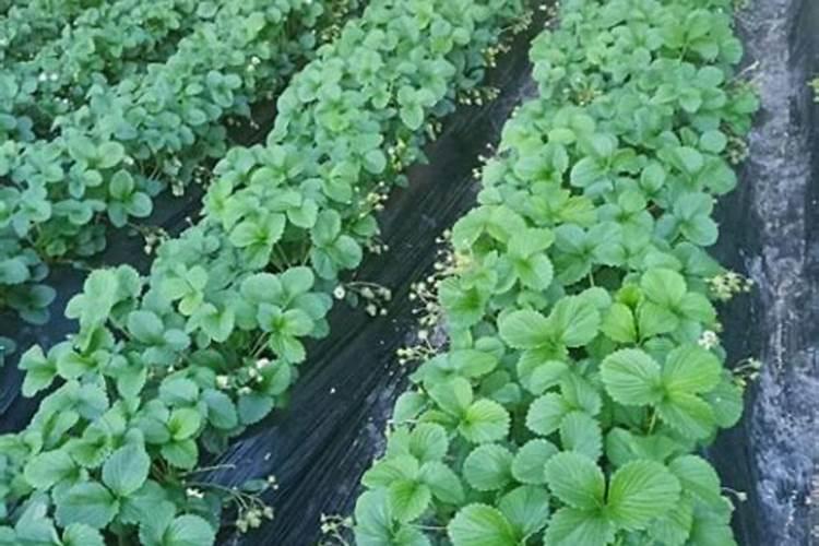 草莓种下去多久可以撒肥