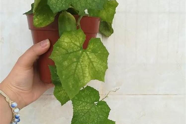 丝瓜已结果了,能浇人尿肥吗？