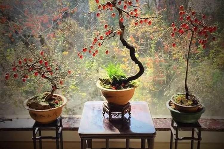 老鸦柿下山桩怎么养护