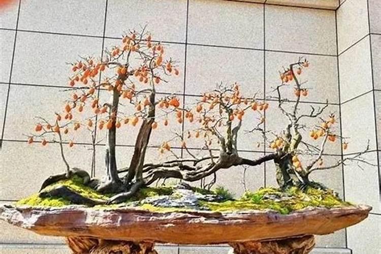 老鸦柿是怎样养护和繁殖的？