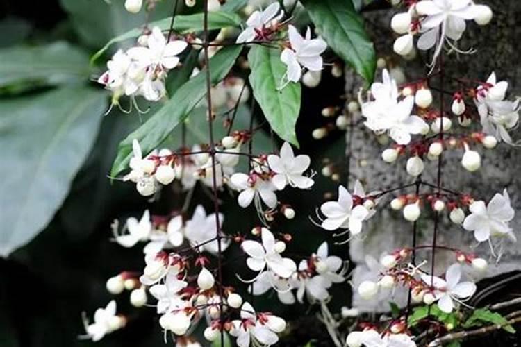 翡翠萝卜的做法