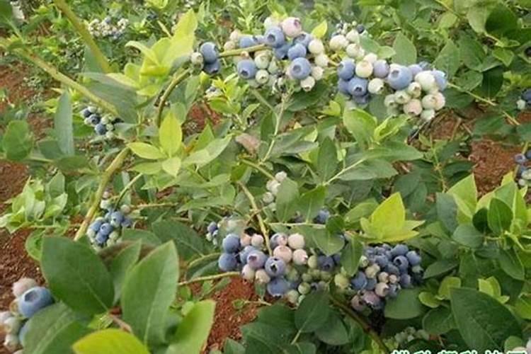 蓝莓施肥用什么肥料