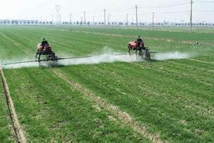 什么肥使叶子绿油油什么肥料可以使叶子变绿