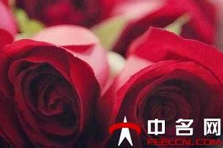 玫瑰黄叶病用什么药效果好