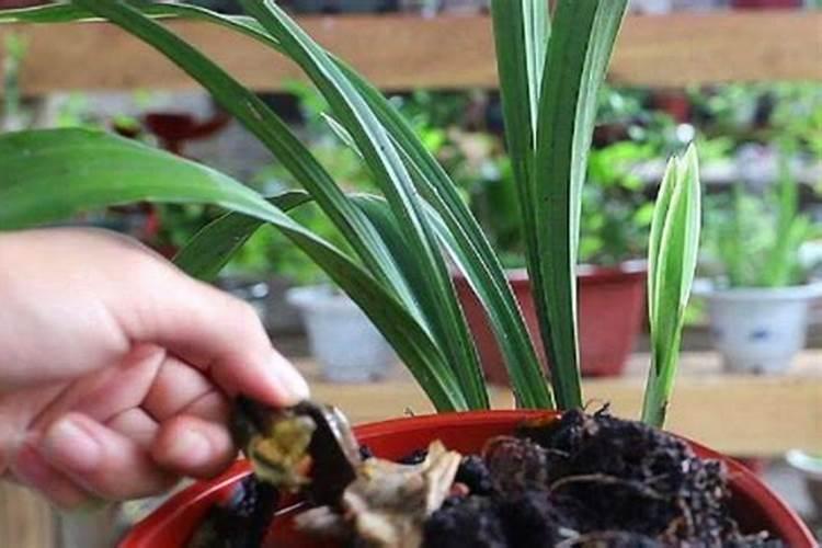 兰花浇什么肥料合适