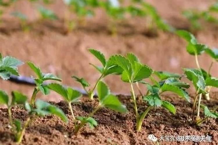 烤烟过量用腐植酸水溶肥后该怎么办