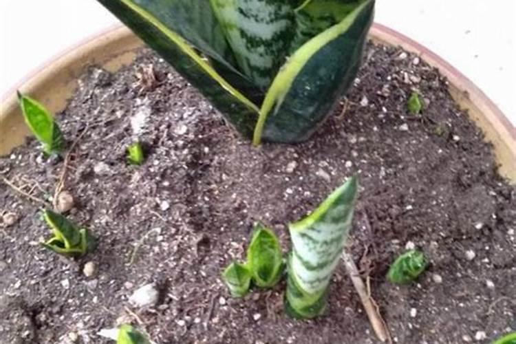 亳州市春辉植物农药厂怎么样？