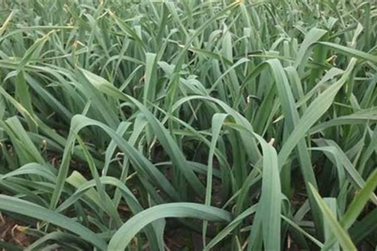 大蒜彭果期用肥