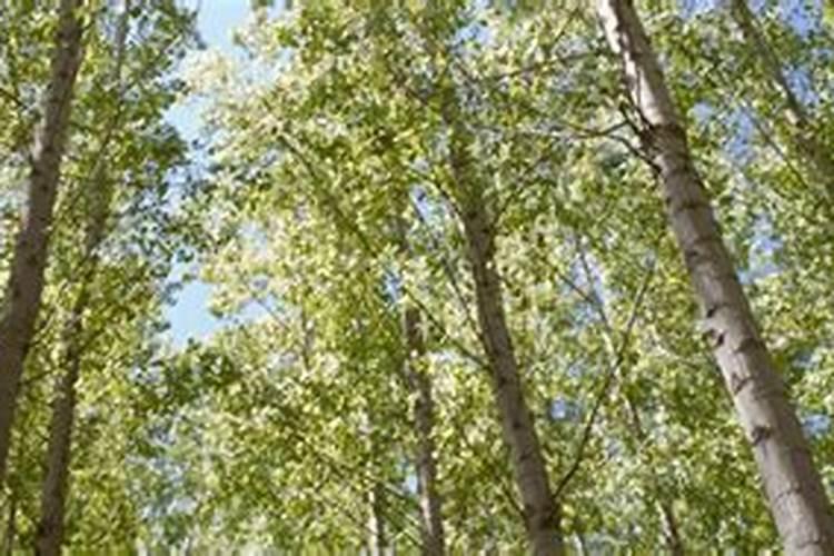 杨树用复合肥还是尿素好？