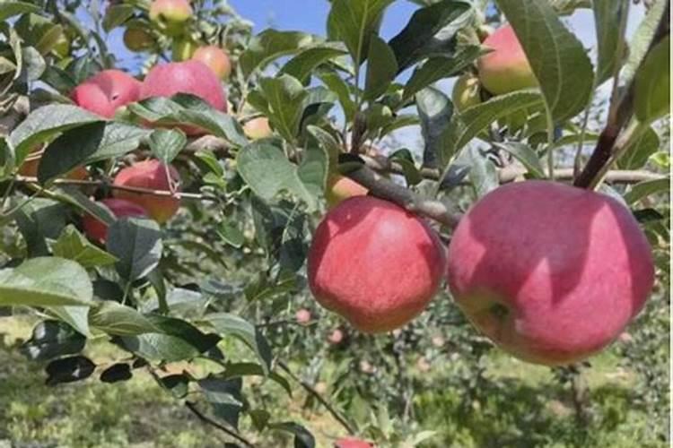 今年玉米除草,用什么除草剂效果好？(提前收藏)