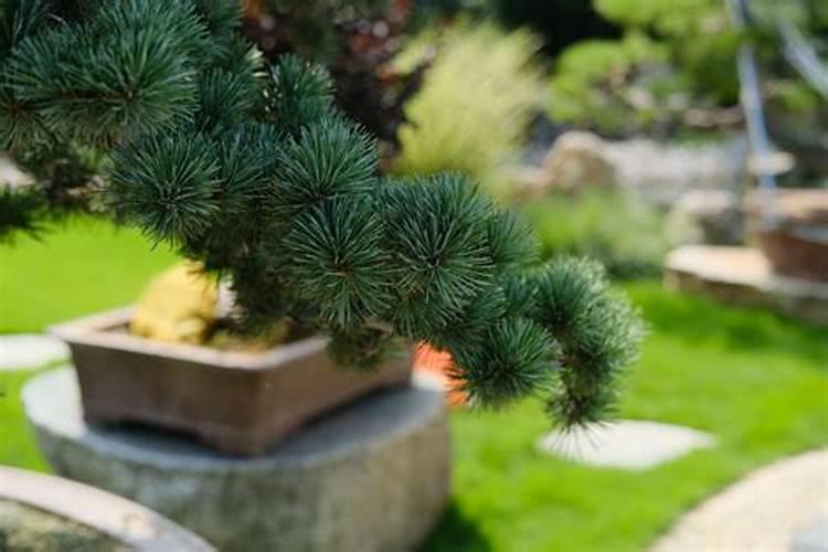 松树用什么肥料最好