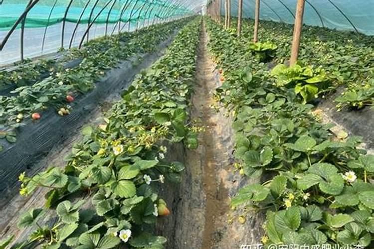 种的草莓叶子发黄是什么原因？