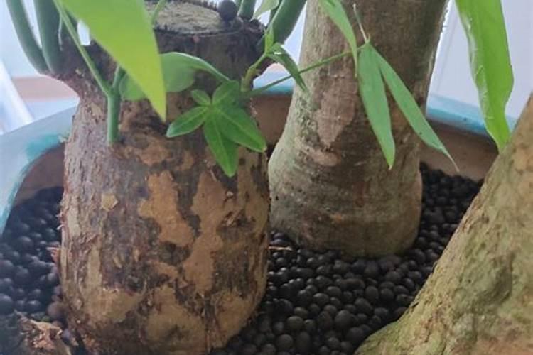 哪些东西是有激素的