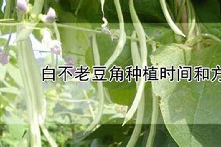 枇杷打不打叶面肥？如果打怎样打