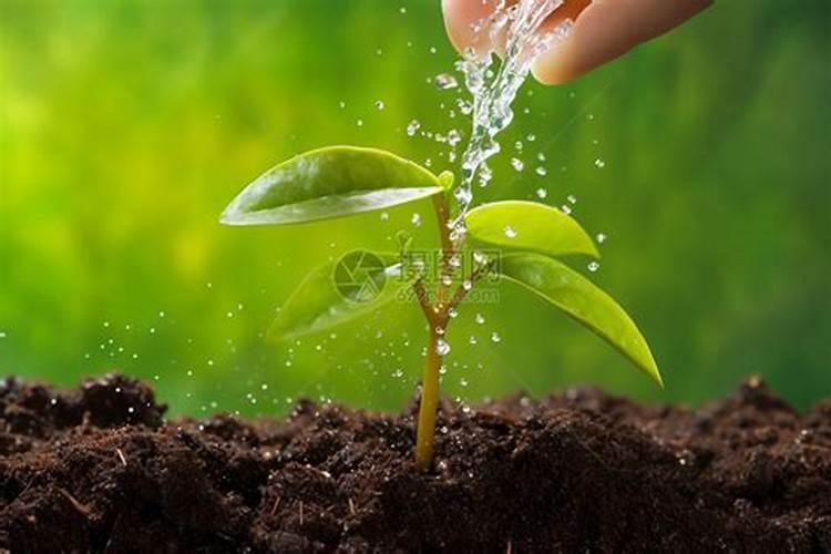 果树根腐病的发病原因是什么