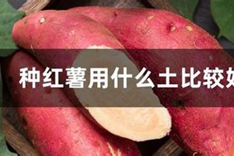 豆角种下后,几天能长出来