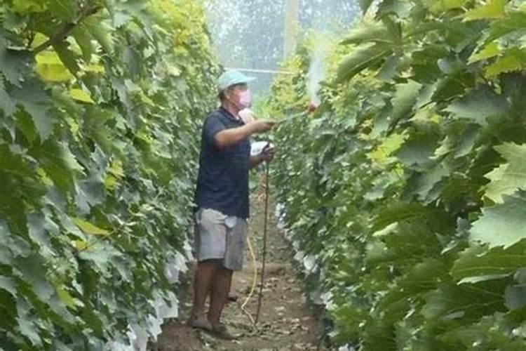 葡萄每年要施几次肥,每次都在什么时间施,每次施肥都一样吗