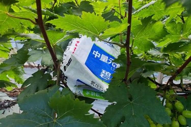 八里香瓜在浙江宁波能种植吗？