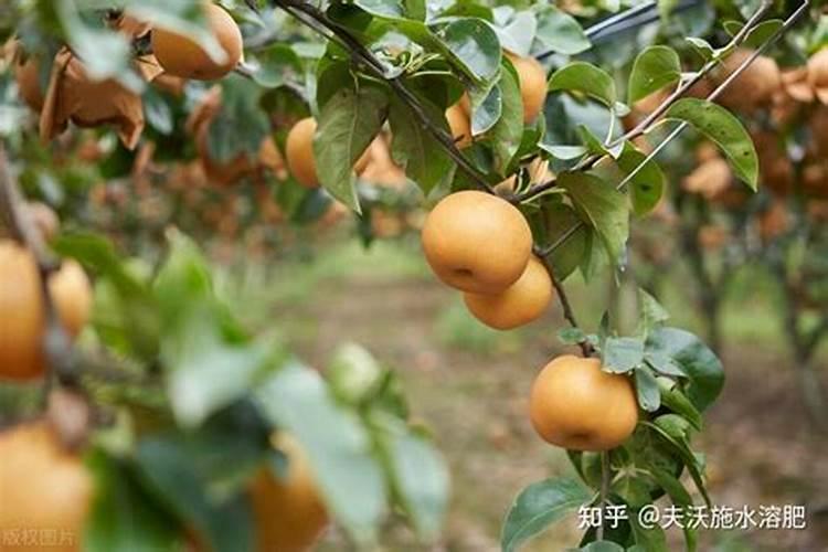 水稻的小球菌核病发生在哪个时期以及防治方法是什么？