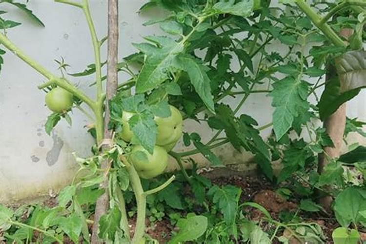 牡蛎壳怎么处理