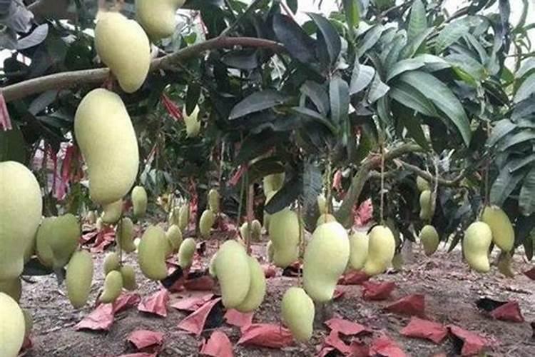 芒果施什么肥料？芒果高产施肥的方法!