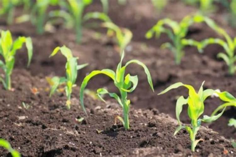 氨糖软骨素钙片哪一个牌子好