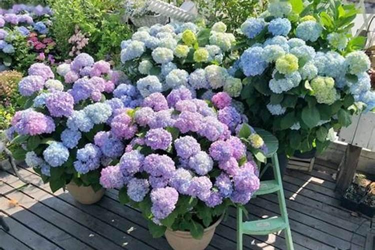 黄腐酸钾用在草莓上安全吗