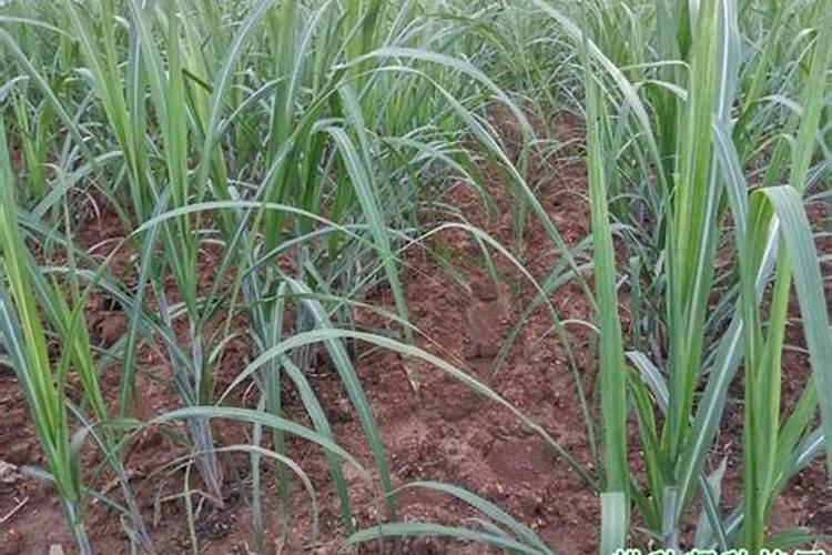 欧石竹的种植与养护