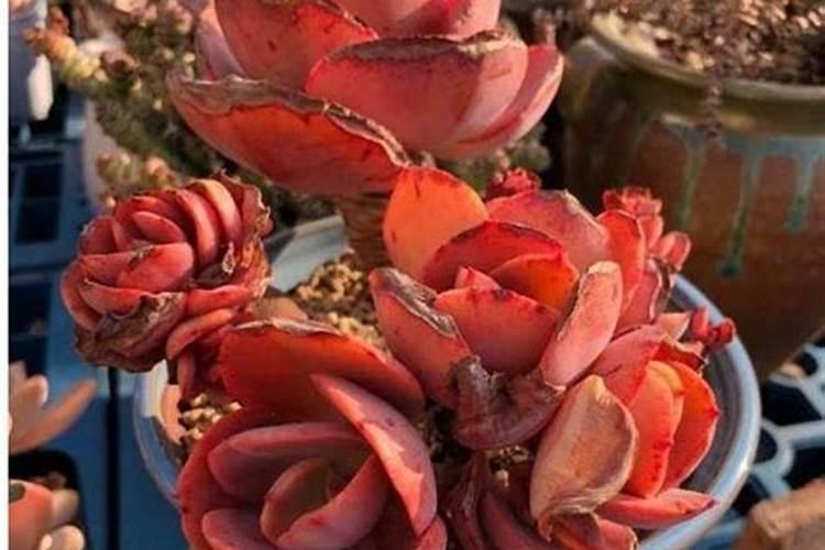 多肉怎么施肥施什么肥