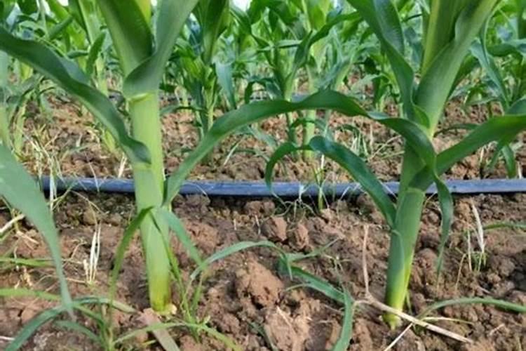 玉米长不高就出穗了追什么肥