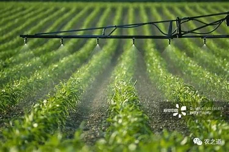 硝酸铵磷能在大葱上撒施吗？