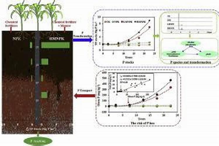 柠檬树到底该怎么养？