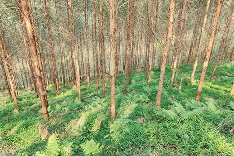 甜瓜定植后怎样施增甜肥效果好