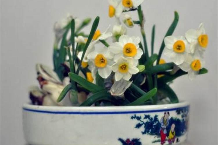 水仙花的养殖方法及其注意事项